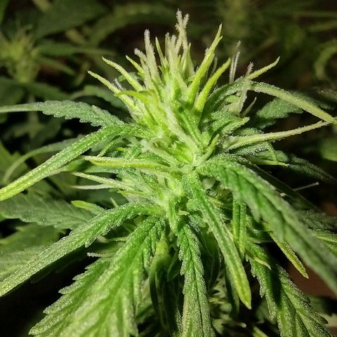 Tutankhamon growlog timeline photo
