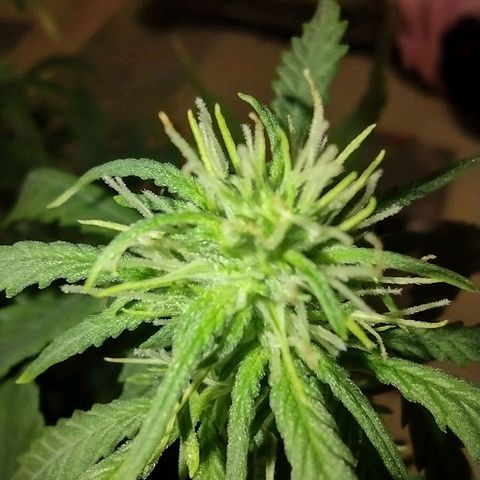 Tutankhamon growlog timeline photo