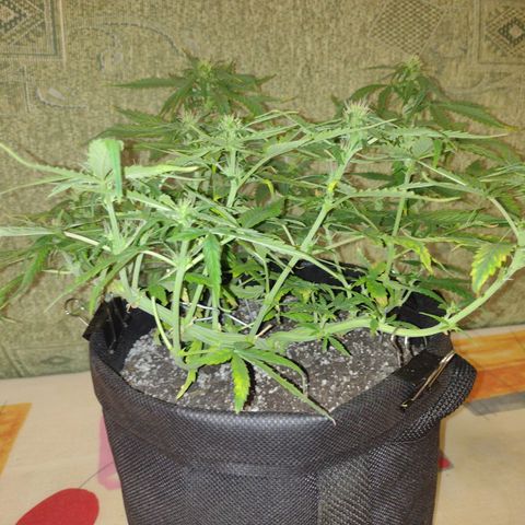 Tutankhamon growlog timeline photo