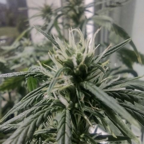 Tutankhamon growlog timeline photo