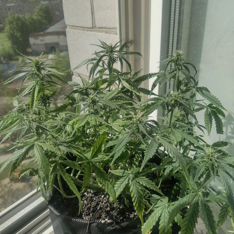 Tutankhamon growlog timeline photo