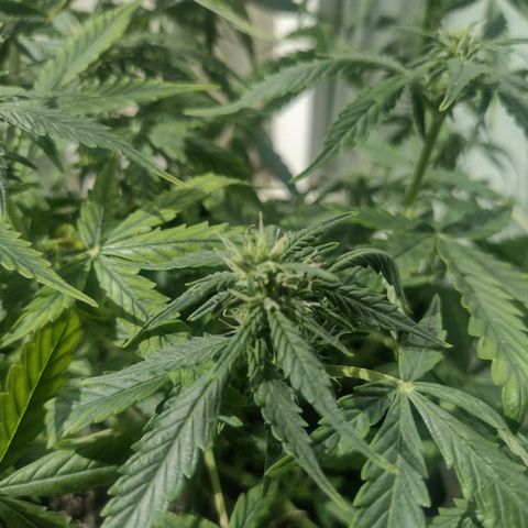 Tutankhamon growlog timeline photo