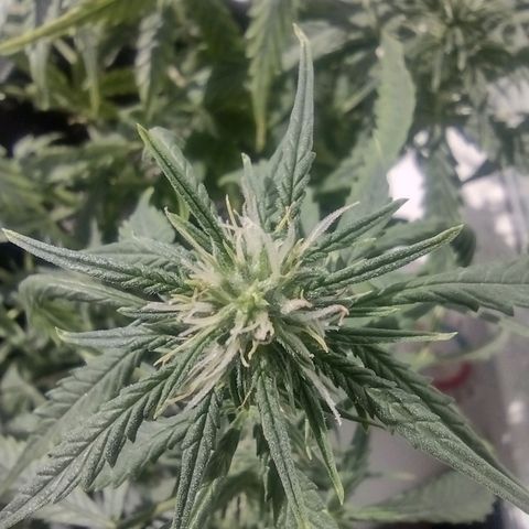 Tutankhamon growlog timeline photo