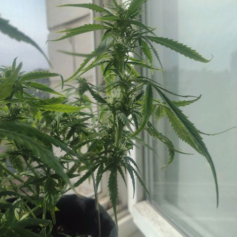 Tutankhamon growlog timeline photo