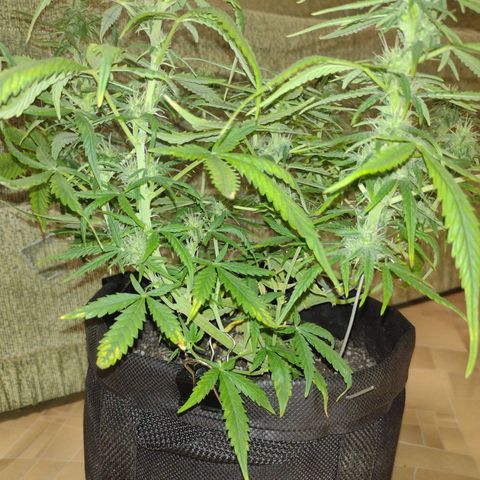 Tutankhamon growlog timeline photo