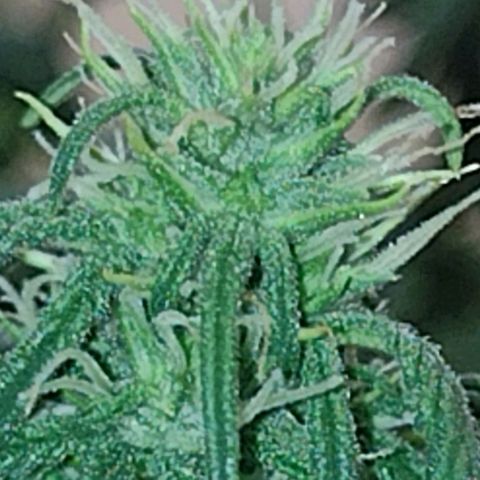 Tutankhamon growlog timeline photo