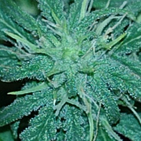 Tutankhamon growlog timeline photo
