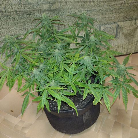 Tutankhamon growlog timeline photo