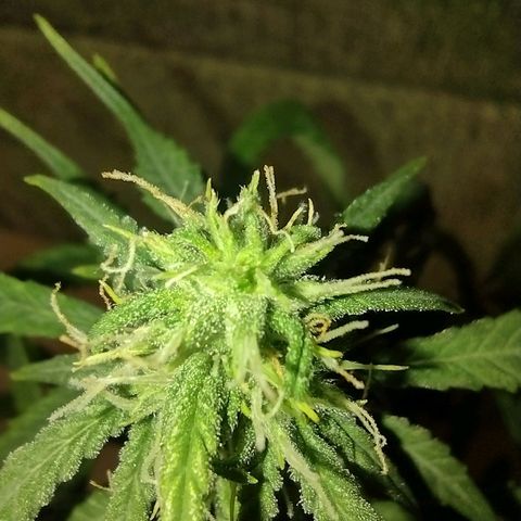 Tutankhamon growlog timeline photo