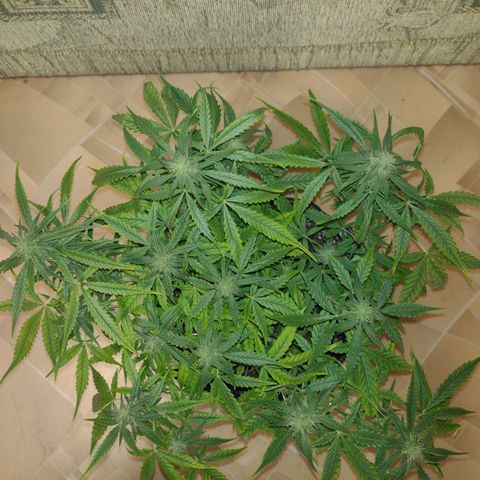 Tutankhamon growlog timeline photo