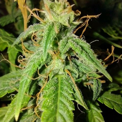 White Berry  growlog timeline photo
