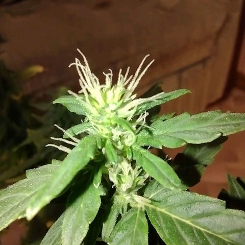 White Berry  growlog timeline photo
