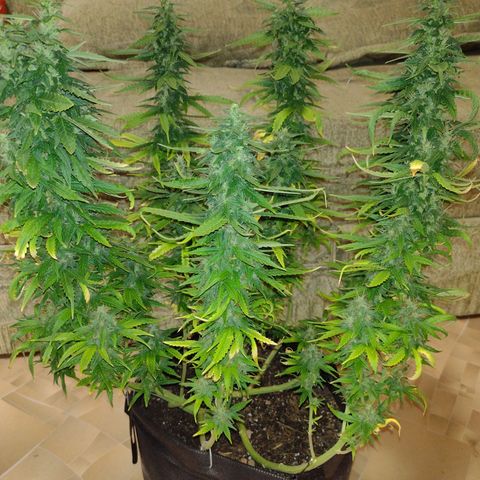 White Berry  growlog timeline photo