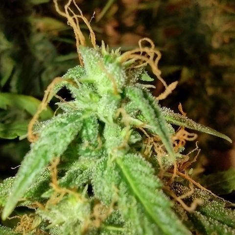 White Berry  growlog timeline photo