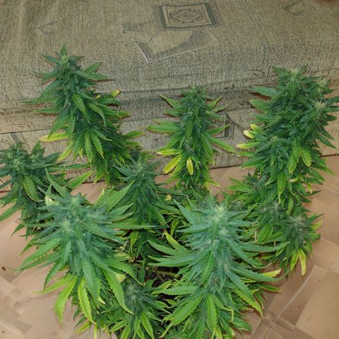 White Berry  growlog timeline photo