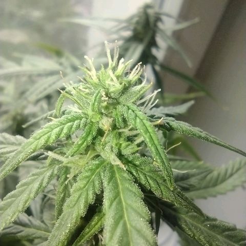 Tutankhamon growlog timeline photo