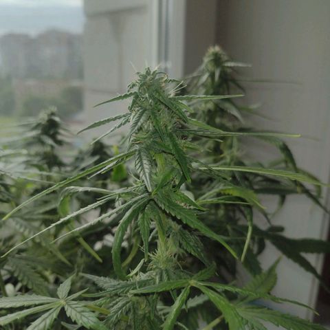 Tutankhamon growlog timeline photo
