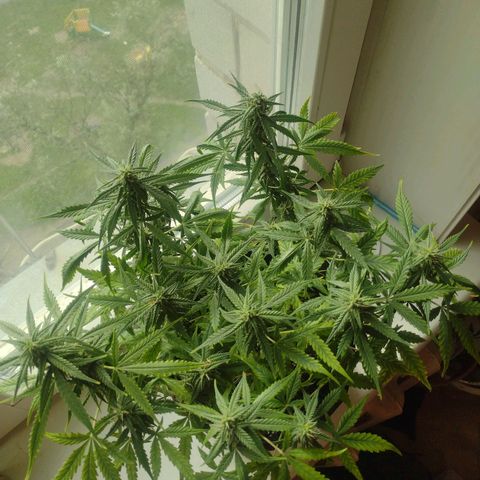 Tutankhamon growlog timeline photo