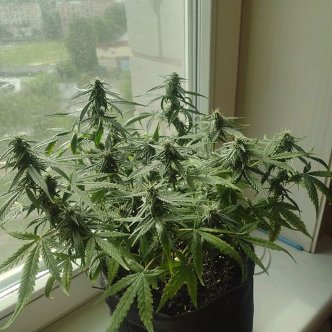 Tutankhamon growlog timeline photo
