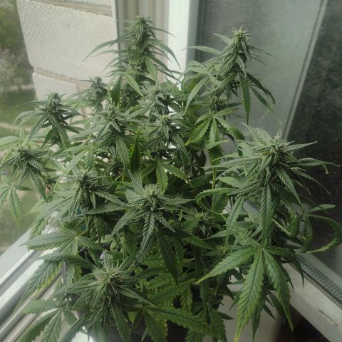 Tutankhamon growlog timeline photo