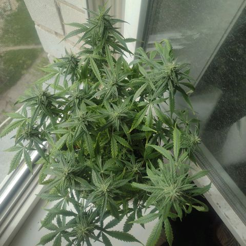 Tutankhamon growlog timeline photo