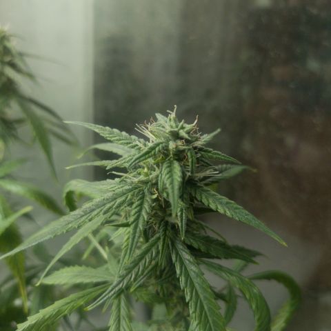 Tutankhamon growlog timeline photo