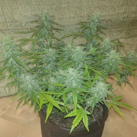 Tutankhamon growlog timeline photo