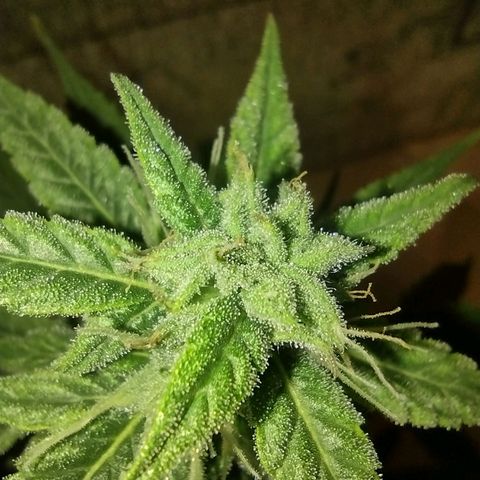 Tutankhamon growlog timeline photo
