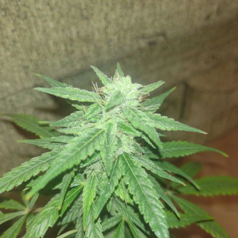 Tutankhamon growlog timeline photo