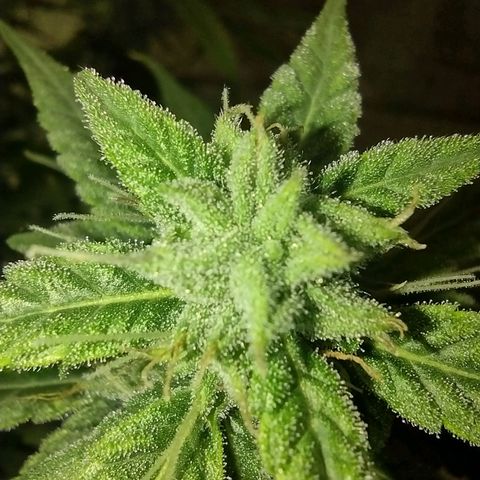 Tutankhamon growlog timeline photo