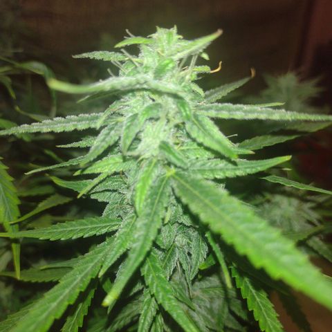 Tutankhamon growlog timeline photo