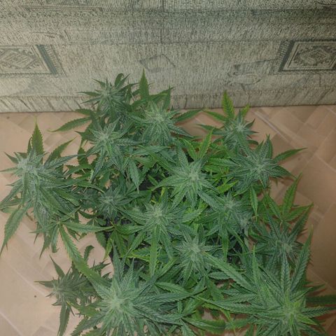 Tutankhamon growlog timeline photo
