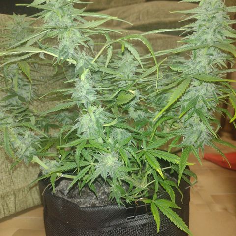 Tutankhamon growlog timeline photo
