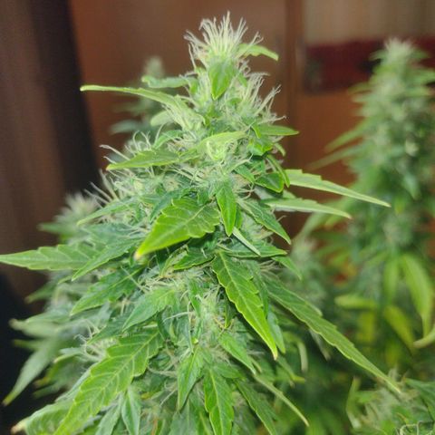 White Berry  growlog timeline photo