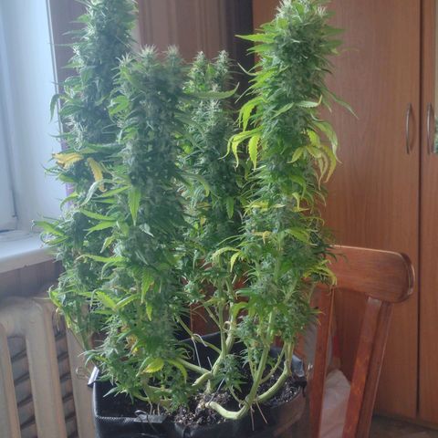 White Berry  growlog timeline photo
