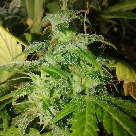 White Berry  growlog timeline photo