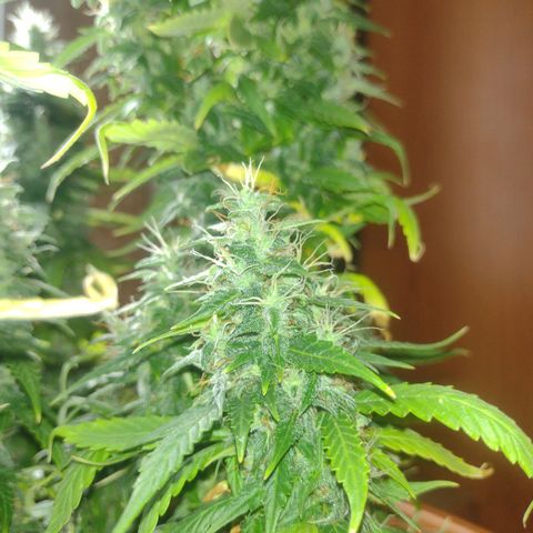 White Berry  growlog timeline photo