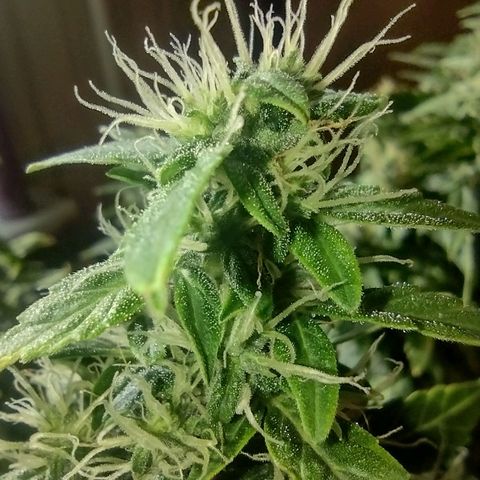 White Berry  growlog timeline photo