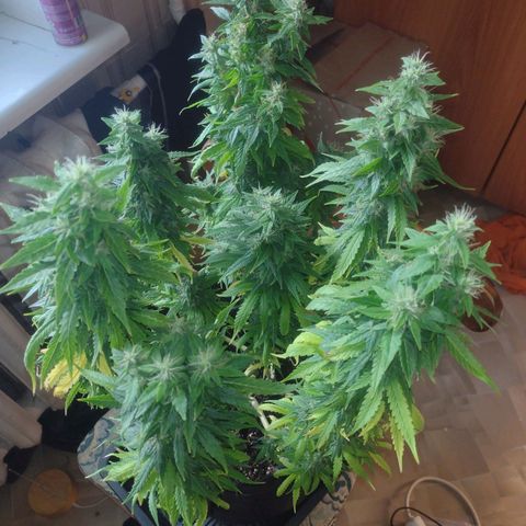 White Berry  growlog timeline photo