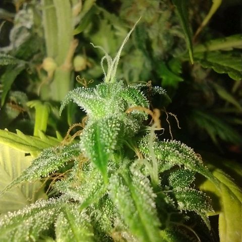 White Berry  growlog timeline photo