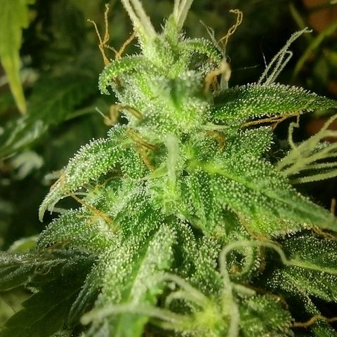 White Berry  growlog timeline photo
