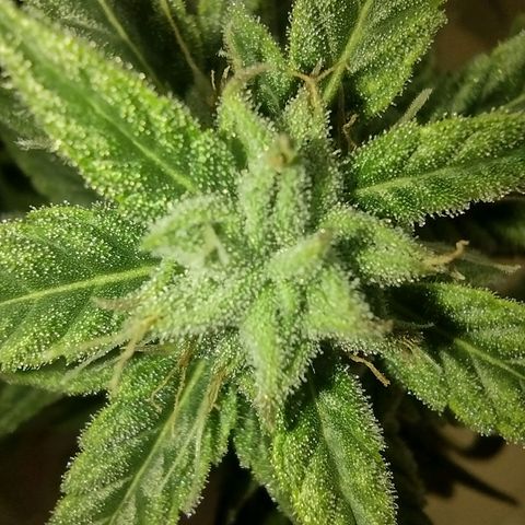 Tutankhamon growlog timeline photo