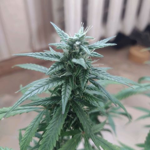 Tutankhamon growlog timeline photo