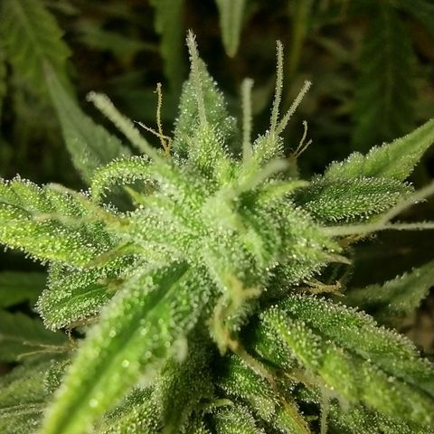 Tutankhamon growlog timeline photo