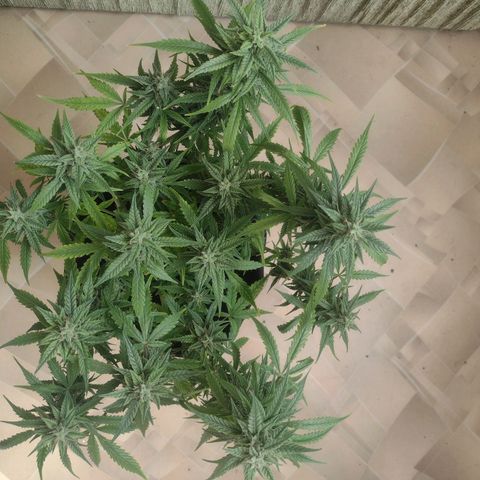 Tutankhamon growlog timeline photo