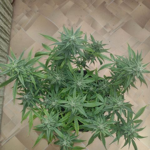 Tutankhamon growlog timeline photo