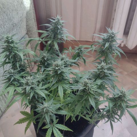 Tutankhamon growlog timeline photo