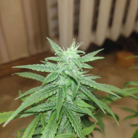 Tutankhamon growlog timeline photo