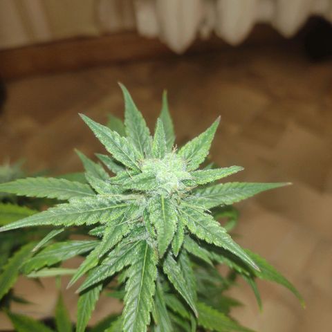 Tutankhamon growlog timeline photo