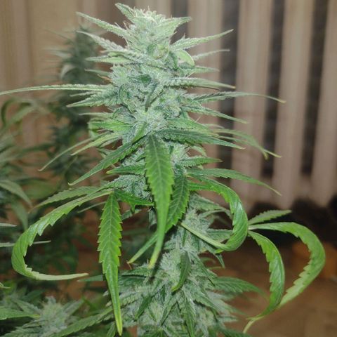 Tutankhamon growlog timeline photo